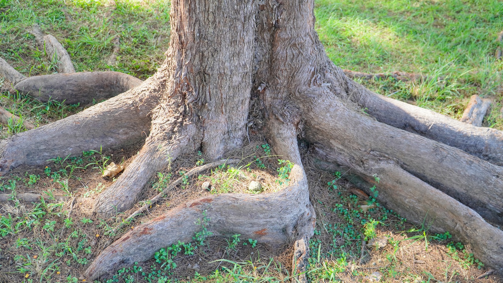 Cover Ugly Tree Roots With An Easy-To-Grow Landscaping Stunner