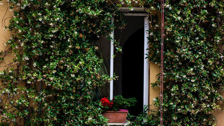Climbing plant covering window
