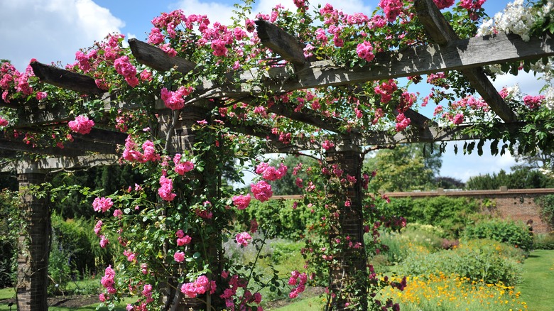 Climbing roses on trellis