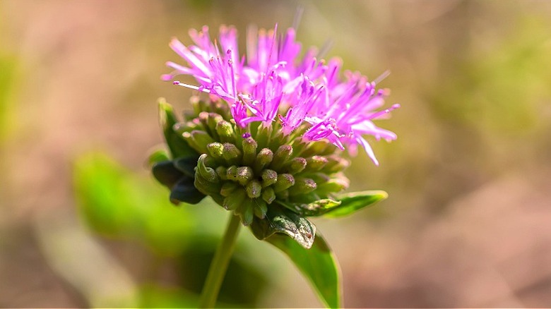 Close-up of a lavender flower of the coyote mint subshrub