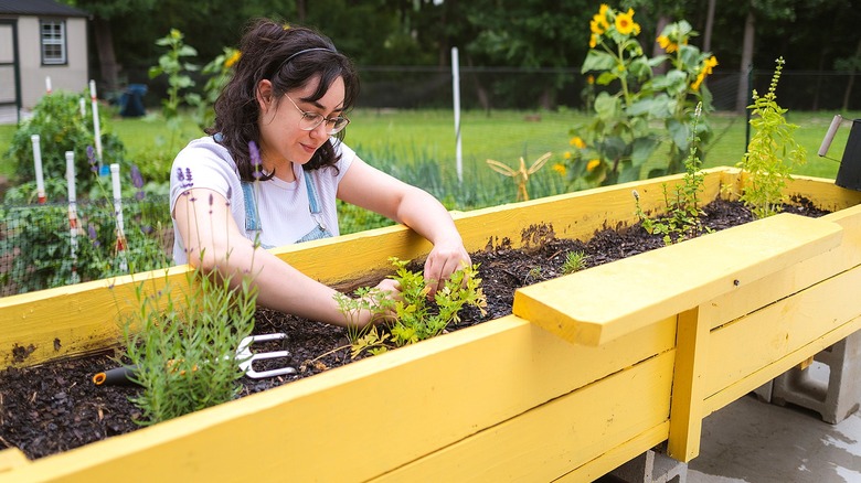 A gardener tends to plants in a large raised garden bed with sunflowers seen in the background