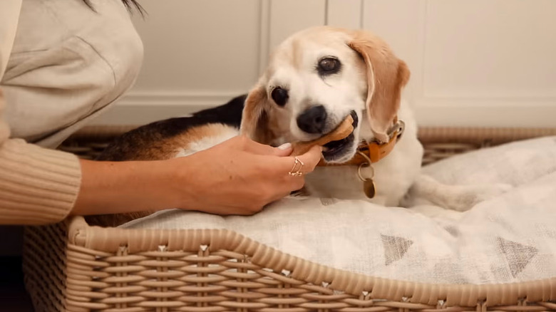 Meghan Markle feeds her rescue dog a peanut butter biscuit