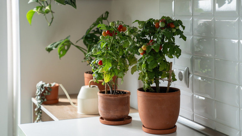 Two small bushes of cherry red tomato in clay pots with a few houseplants in the background in a kitchen