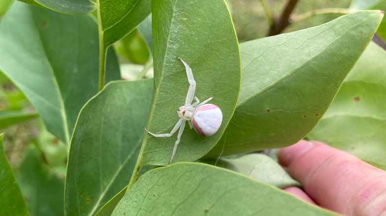 White crab spider