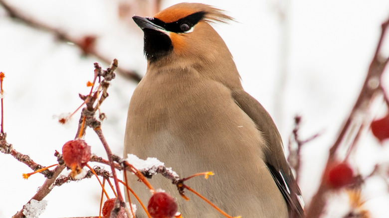 Cedar waxwing perched in a crabapple tree in the winter