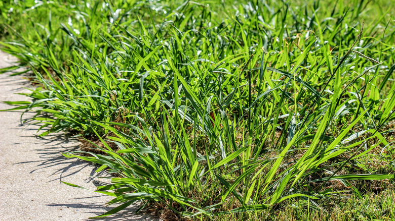 abundant crabgrass in lawn