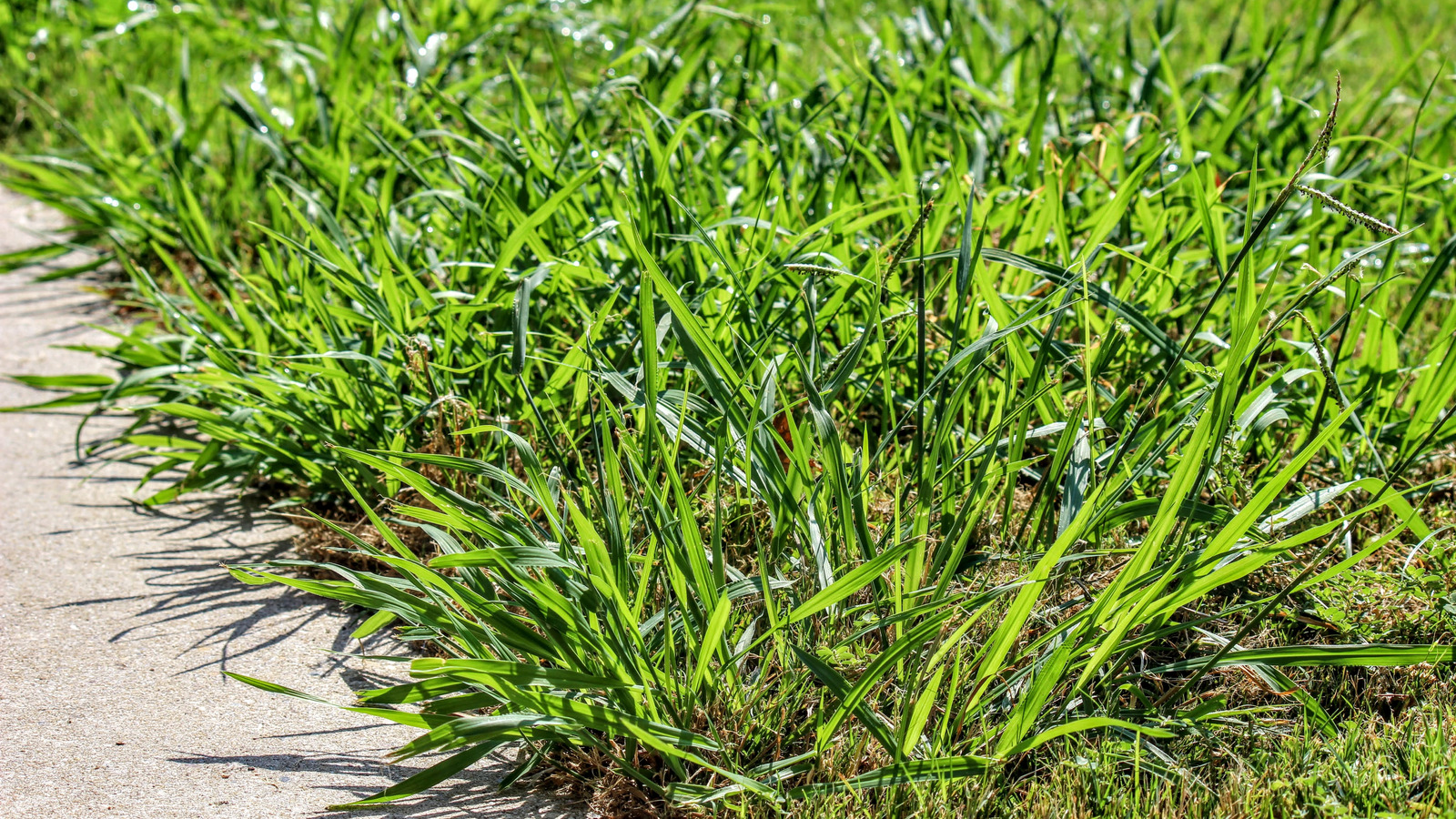 Crabgrass Taking Over Your Yard? There's An Easy Solution (But You