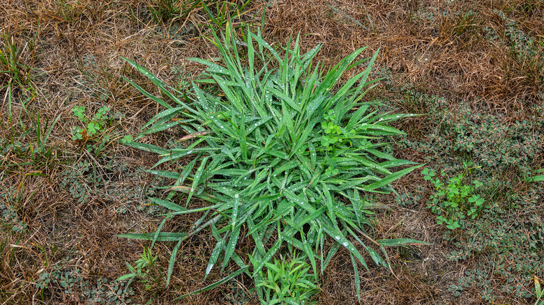 wet green crabgrass weed