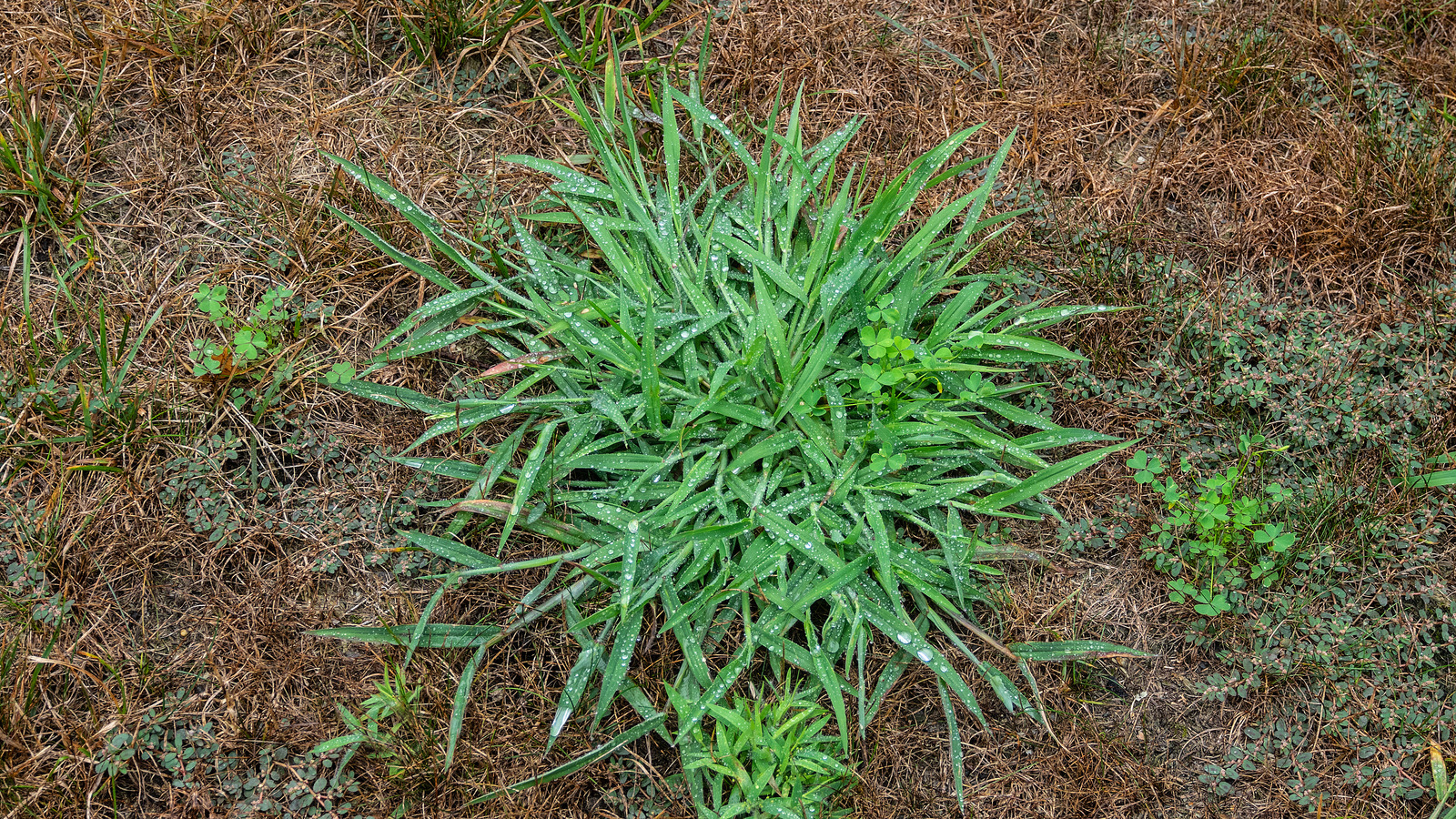 Crabgrass Vs Goosegrass Which Pesky Weed Is In Your Lawn?