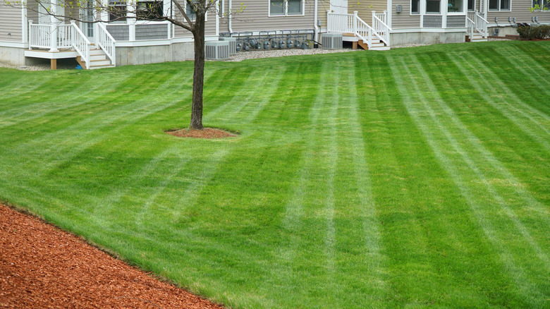 A large, well cared for lawn serving several homes