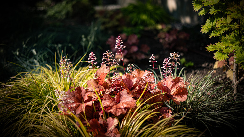 Coral bells with grass and foliage in the shade