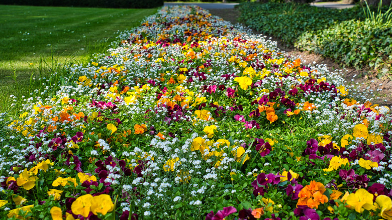 Thick ground cover flowers in multiple colors creating a carpet