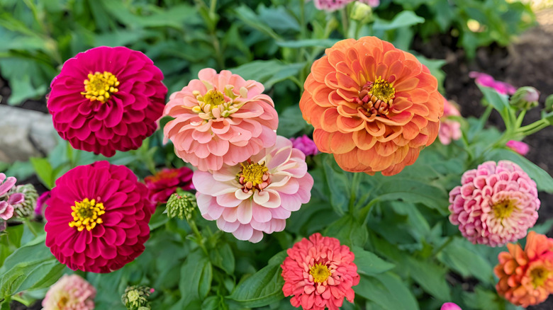 Colorful zinnias bloom in a garden.
