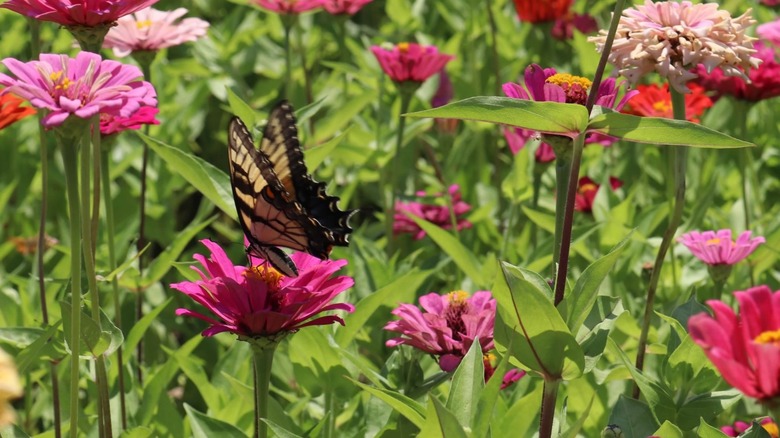 Field of zinnia flowers with a butterfly