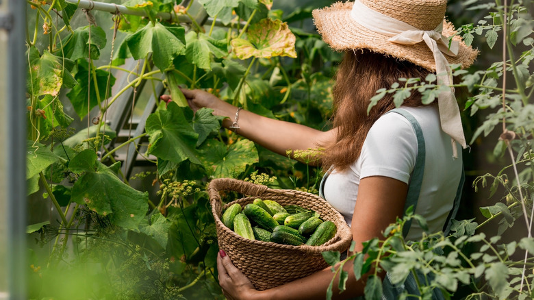 person harvesting vegetables in basket