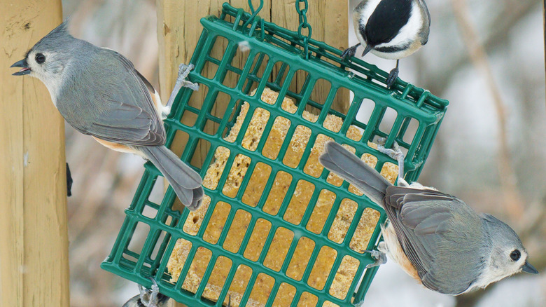 Birds around a suet feeder in winter
