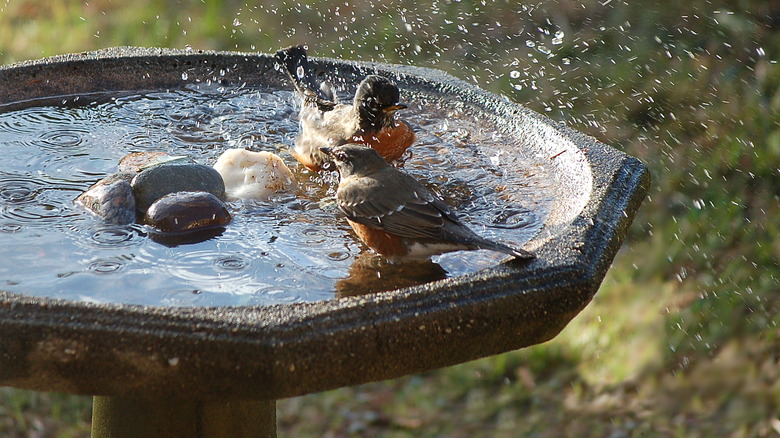 Birds splashing in bird bath