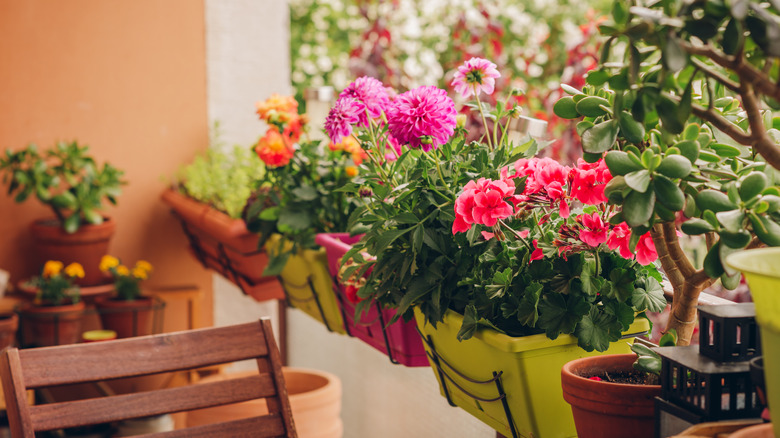 Hanging flower boxes