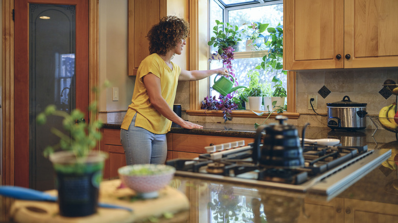 woman tending to kitchen plants