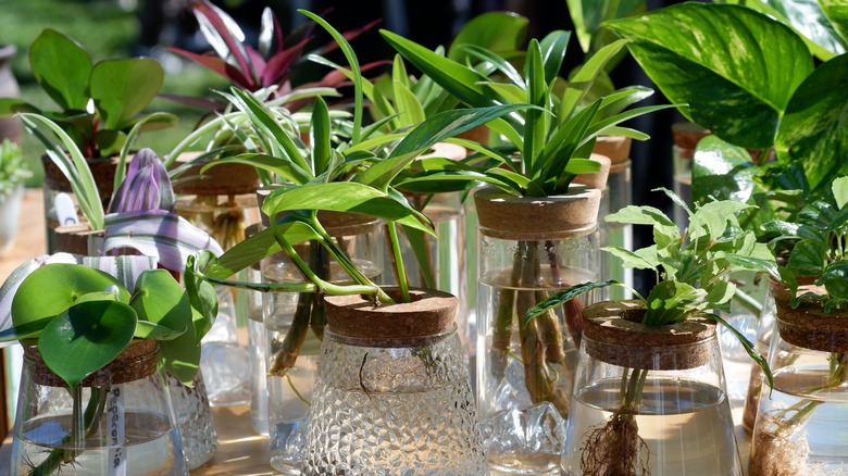 Propagated hydroponic cuttings in glass