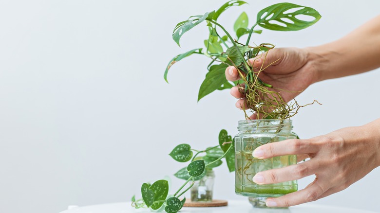 person holding propagated plant
