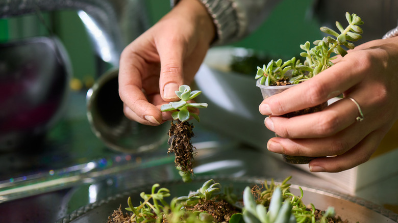 Tiny succulents being arranged by hands