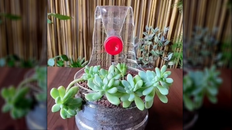 DIY plastic bottle succulent hanger