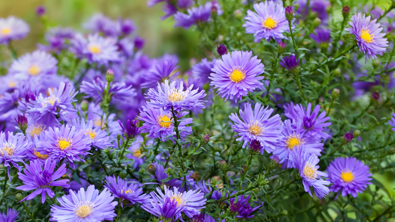 Violet blue asters in bloom
