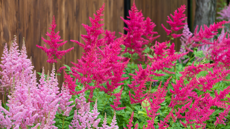 Pink and crimson astilbes in bloom