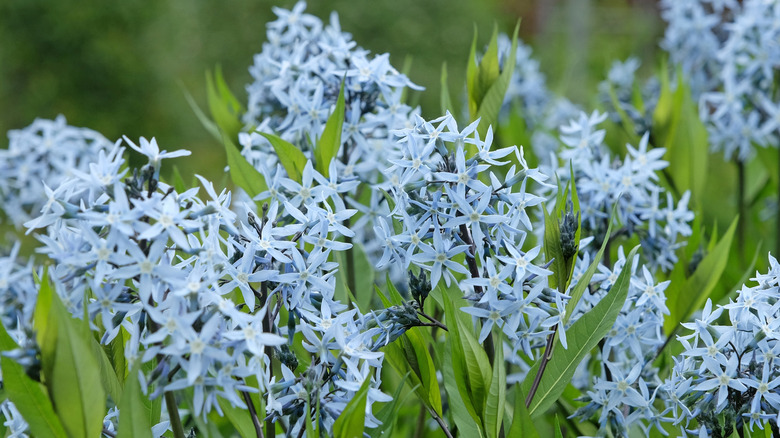 Amsonia, also known as blue star, showing the dainty pale blue flowers