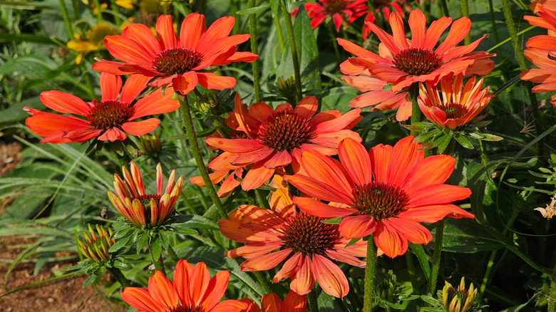 Deep orange coneflowers blooming in summer