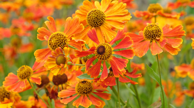 Bright orange Helenium flowers in bloom