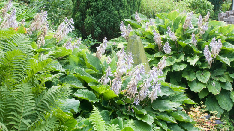 Hostas with lavender flowers