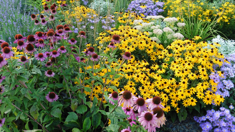 A perennial flower garden in bloom with yellow, pink, purple, and white flowers