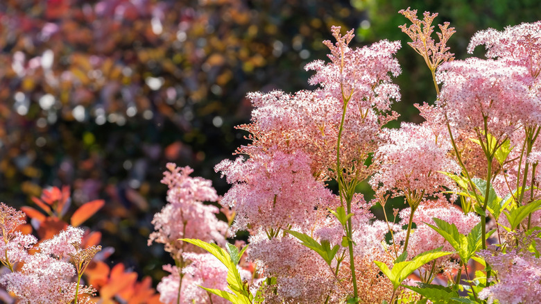 Queen of the Prairie blooming with delicate pink flowers in a garden