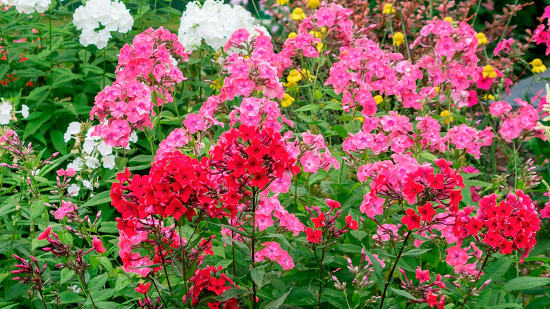 Mixed colors of tall phlox blooms in shades of red, pink, and white