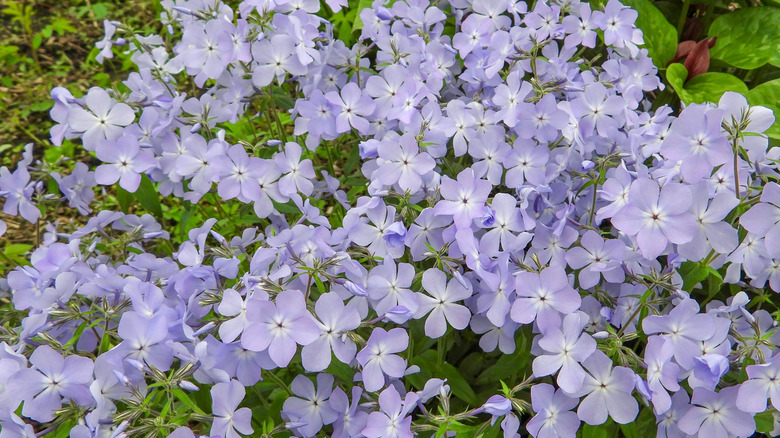 Pretty lilac woodland phlox blooming in spring