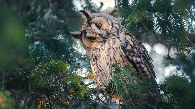 Long eared owl perched in evergreen tree
