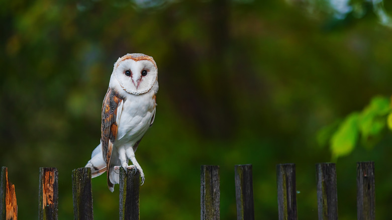 A barn owl sitting on a weathered fence post