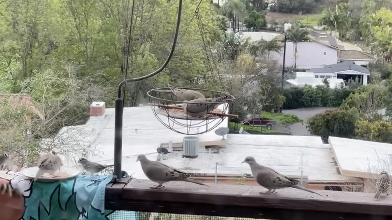A DIY bird feeder created using a Dollar Tree planter, a plastic plate, and a wooden dowel
