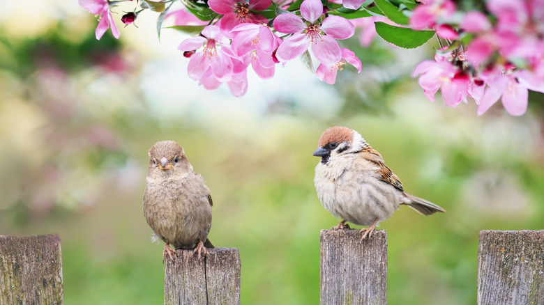 A pair of birds sit on wooden posts beneath a tree of pink flowers.
