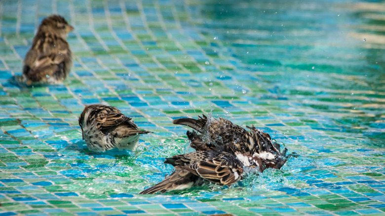 Four birds playing in tile birdbath