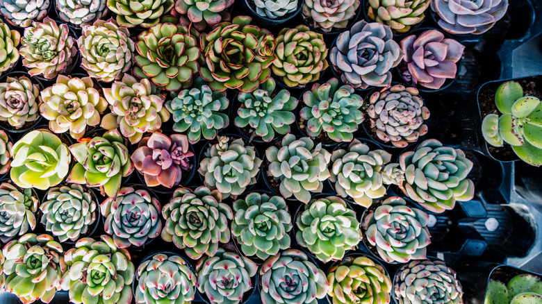 an overhead view of brightly colored succulents