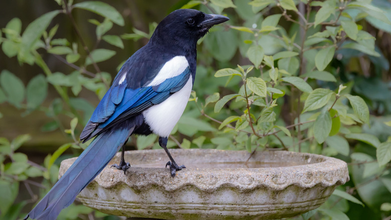large blue and white bird sitting on the edge of a stone bird bath