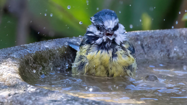 small bird taking a bath in a stone bird bath