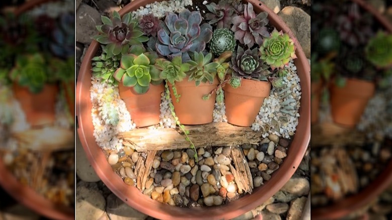Close-up of a succulent arrangement using small pots, a bigger pot, plants, wood chips, and pebbles