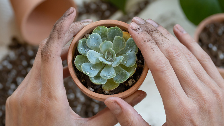 A closeup photo shows a gardener transplanting an echeveria succulent from a small terracotta pot