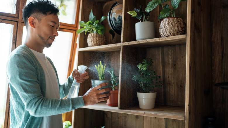 man misting plants on bookshelf