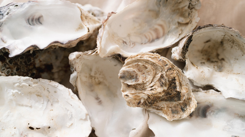 Empty oyster shells