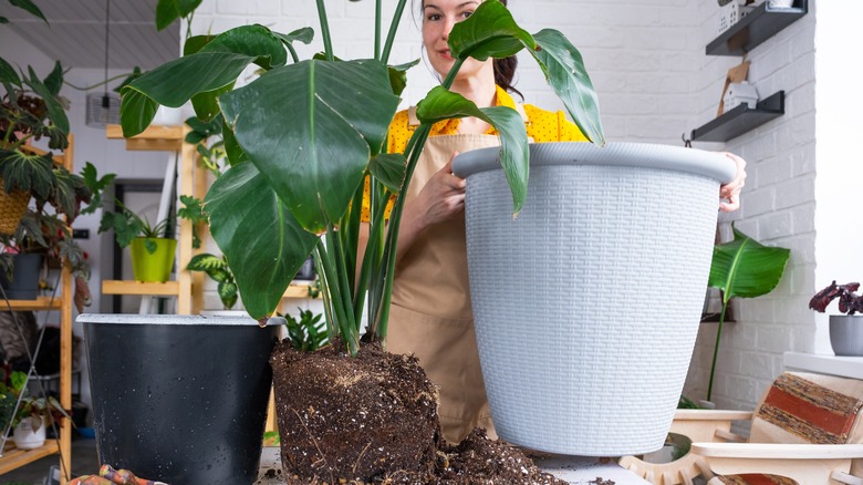 Person emptying large plant pots